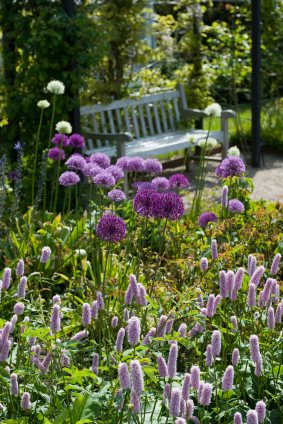 Allium-vintage-garden-bench.jpg