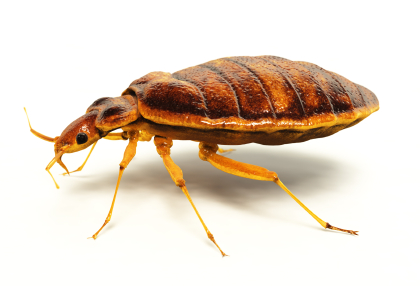 Bedbug---5.jpg