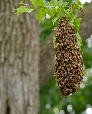 Honeybee-Swarm.jpg