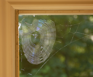 Spider-web.jpg