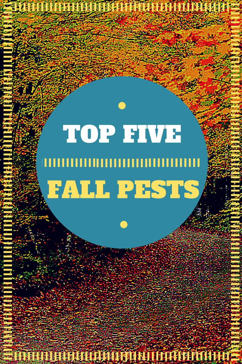 TOP-FIVE-Fall-pests.png