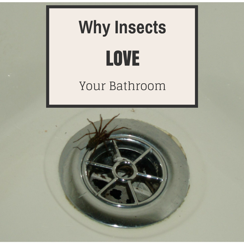 Why-Insects-Love-Your-Bathroom.png