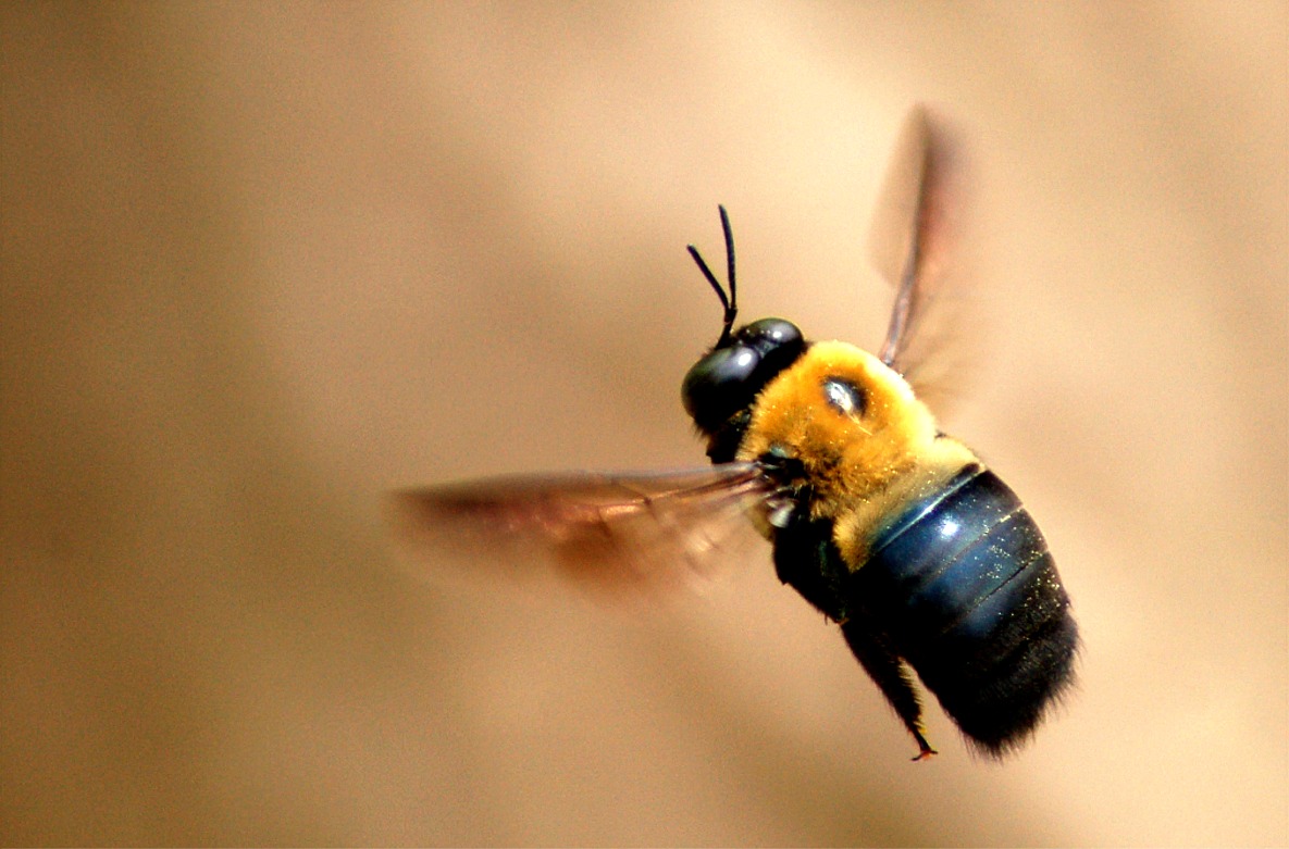 carp-bee.jpg
