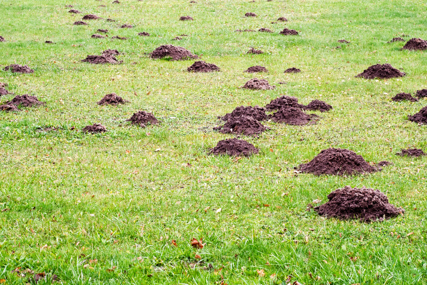 Lawn Pests and Critters - Home Pest Control