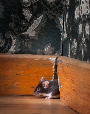 mouse-coming-out-ot-her-hole-in-old-fashioned-room.jpg