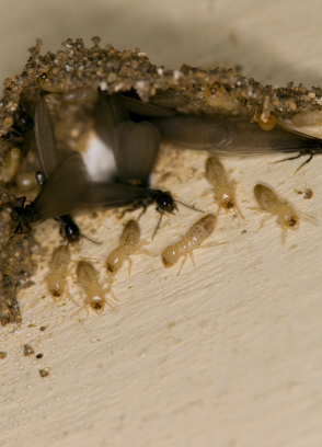 termites2.jpg
