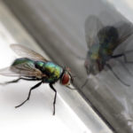 House-Fly-and-Glass-Reflection-Closeup.jpg