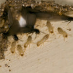 termites2.jpg