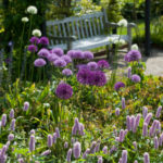 Allium-vintage-garden-bench.jpg