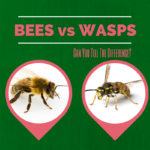 Bees-vs-Wasps.png