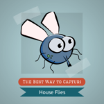 Capturing-Houseflies.png