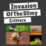 Slimy-pests.png