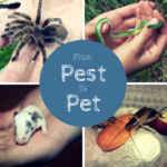 From-Pest-to-Pet.png