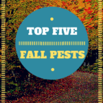 TOP-FIVE-Fall-pests.png