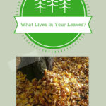 What-lives-in-your-leaves-.png