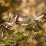 Swarming-Termites.jpg