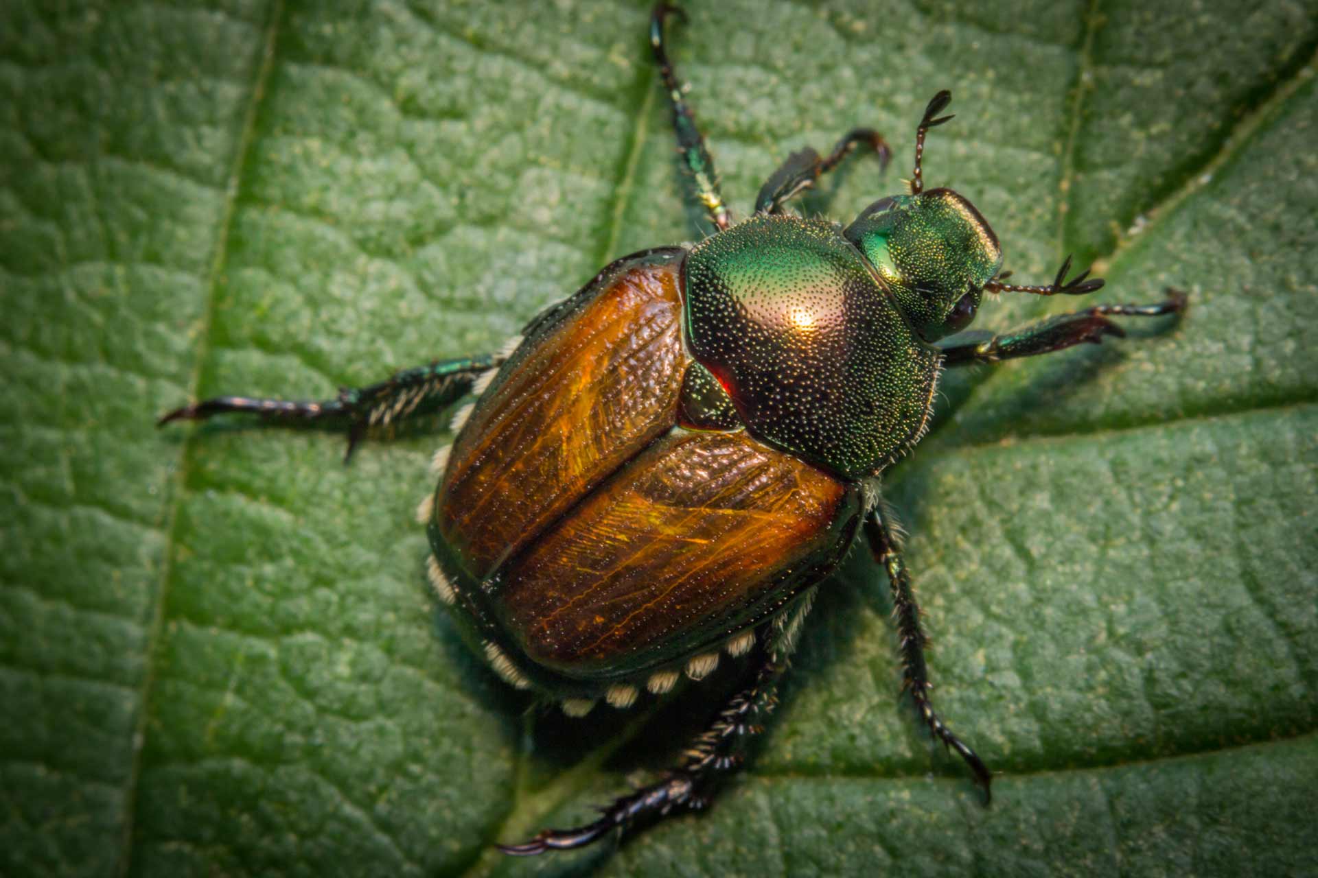 Beetles - Home Pest Control