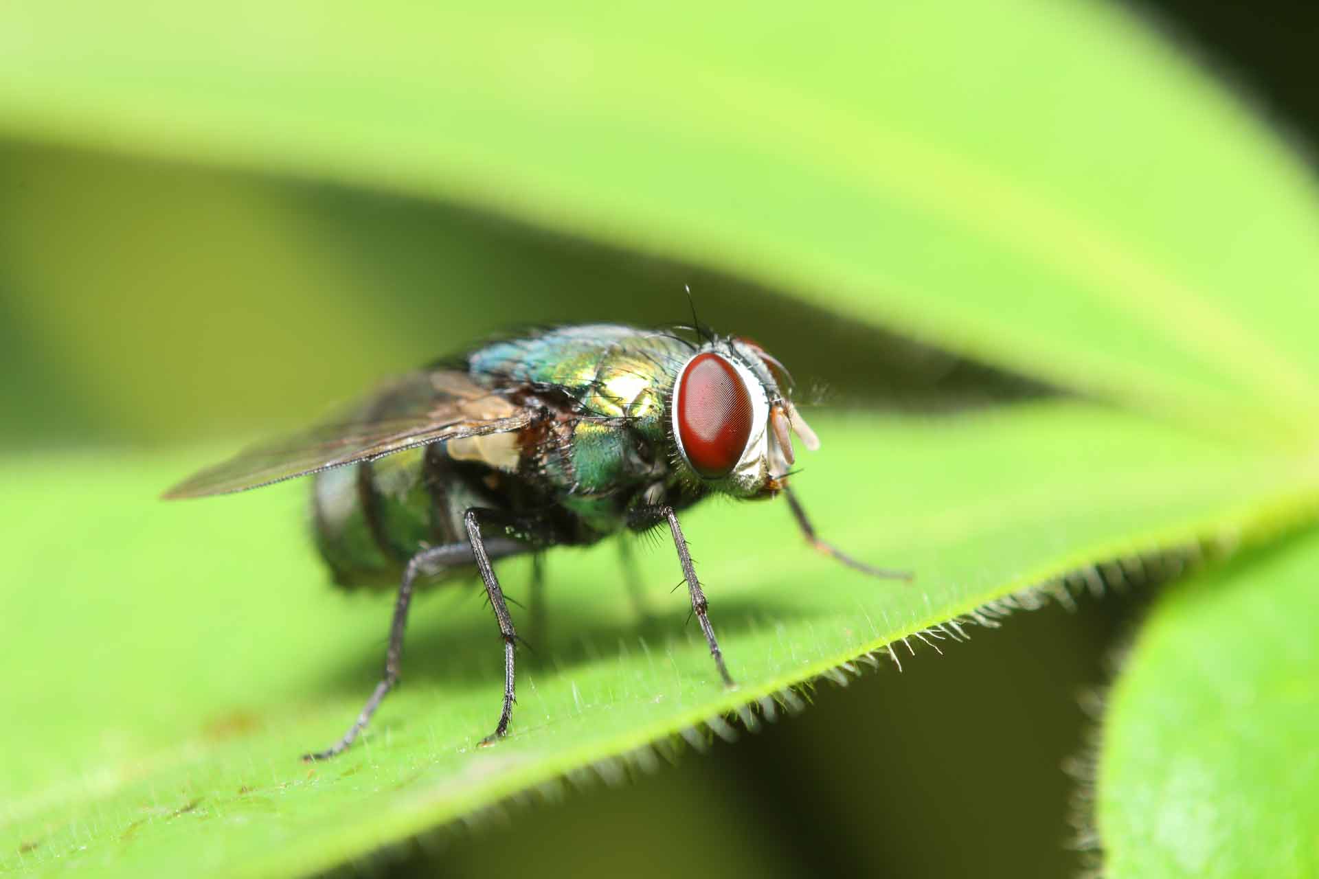 Housefly, FREE Stock Photo: Fly Rests on Leaf, Macro Photo, Royalty ...