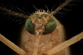 A photo of a mosquitoe.